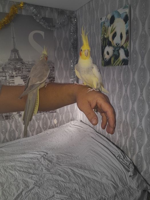 Птенцов попугаев Кореллы