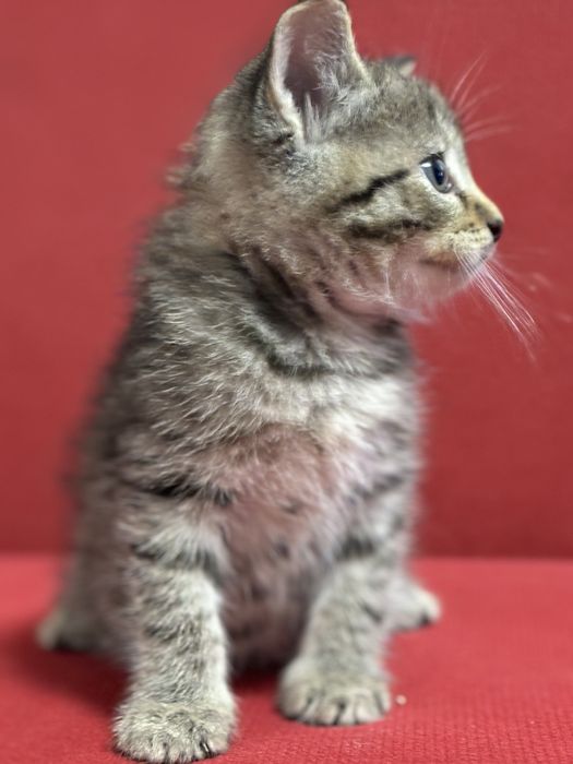 Котята ласковые