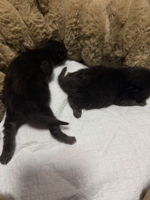 Отдам в добрые руки котят мальчик и девочка