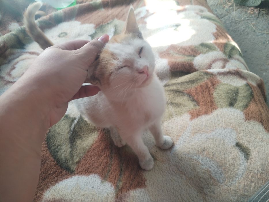 Отдам котёнка в добрые руки