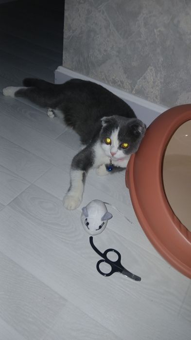 Soĝlom qizbola mushu