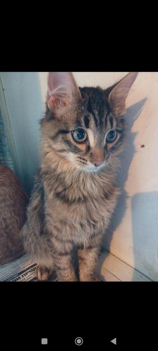 Котики бесплатно в добрые руки