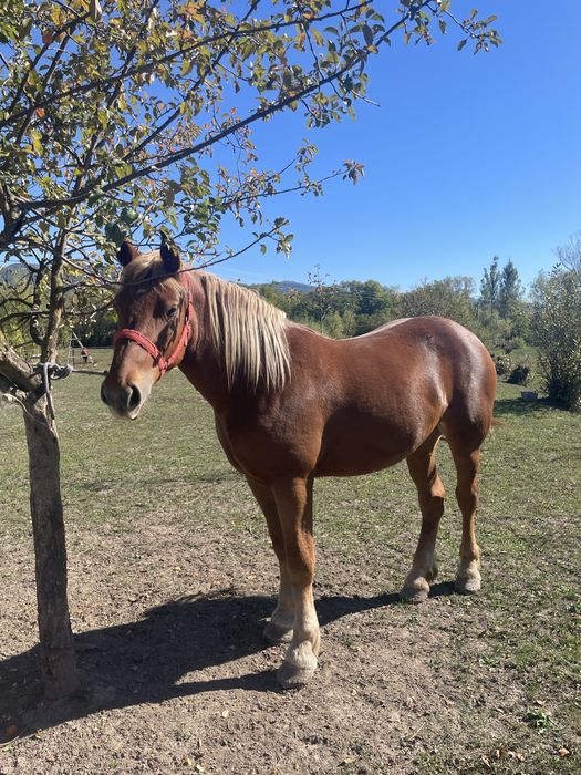 Manză de vânzare