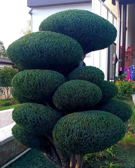 Богбон. Садовник.