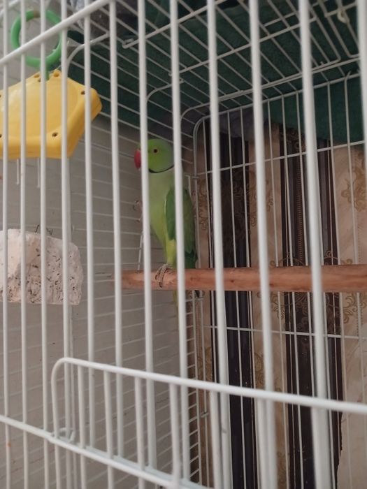 Попугай ожереловый