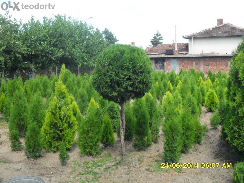 Продавам източна туя