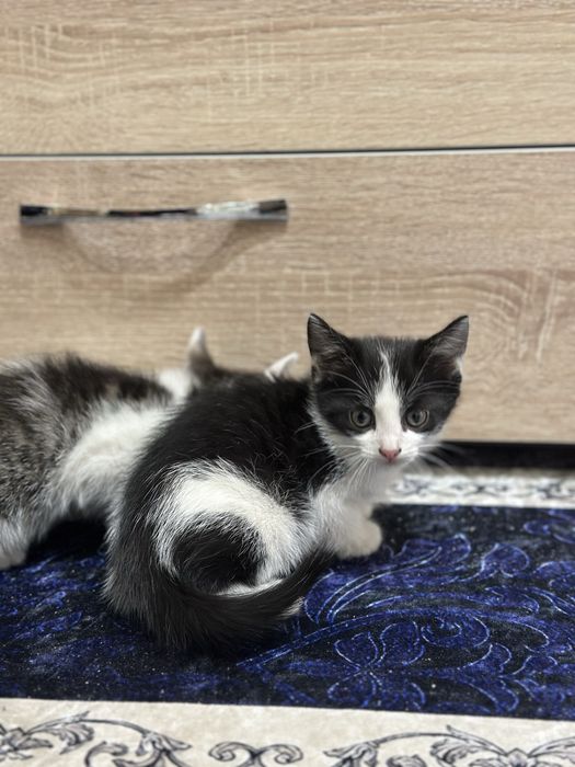 отдам котят мальчики 3 месяца