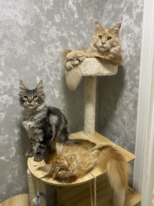 Котята мейн кун в Астане