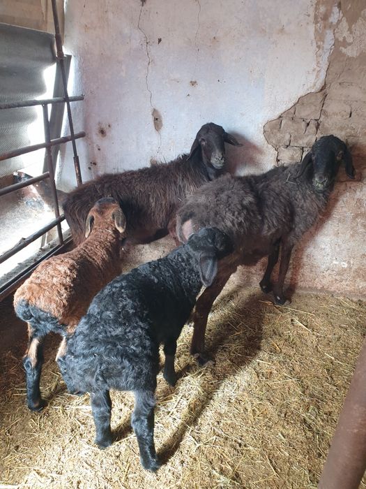 2та она бола койлар козилари еркак