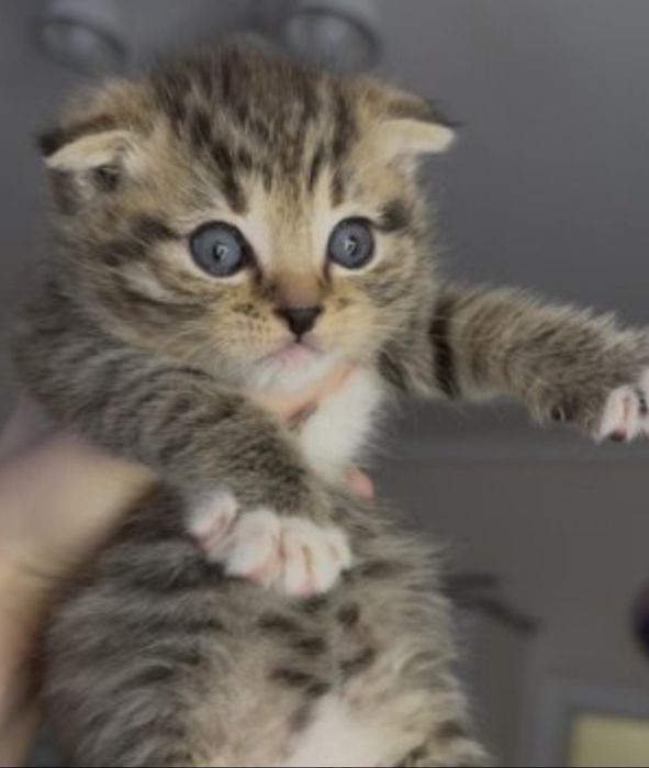 Шикарные котята девочки, 1.5 мес