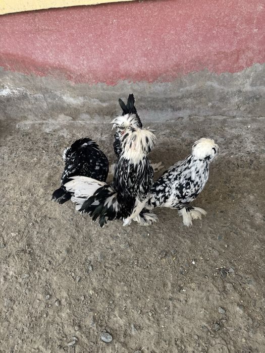 Тухумлари сотилади