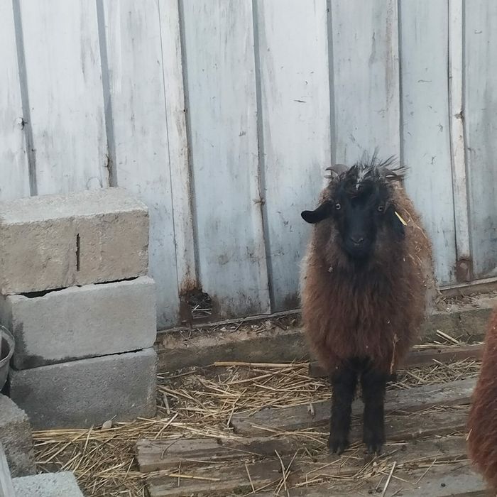 коза козёл козлы