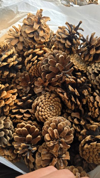 Шишки сосновые 170 шт для декора