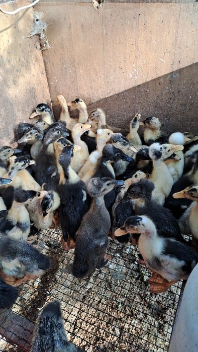 Rățuște Românești