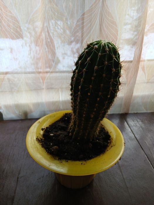 Продам цветы комнатные