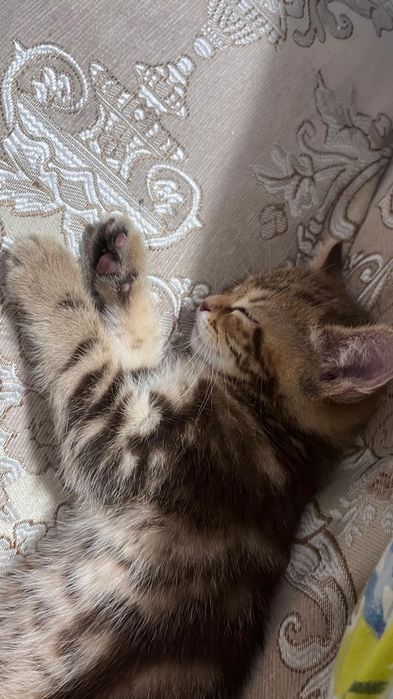 Шотланец мальчик