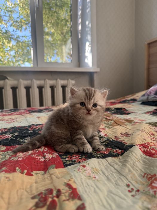 Продам шотладских котят