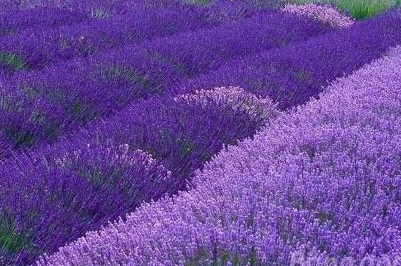 лавандула - Лилава При покупка на 5 бр  - 1 бой подарък