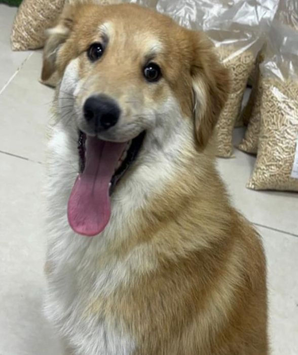 Щенок мальчик бесплатно