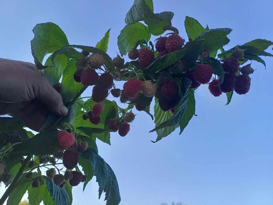 Малина ремонтантная