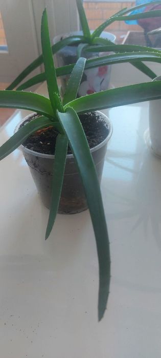 Продам алое вера