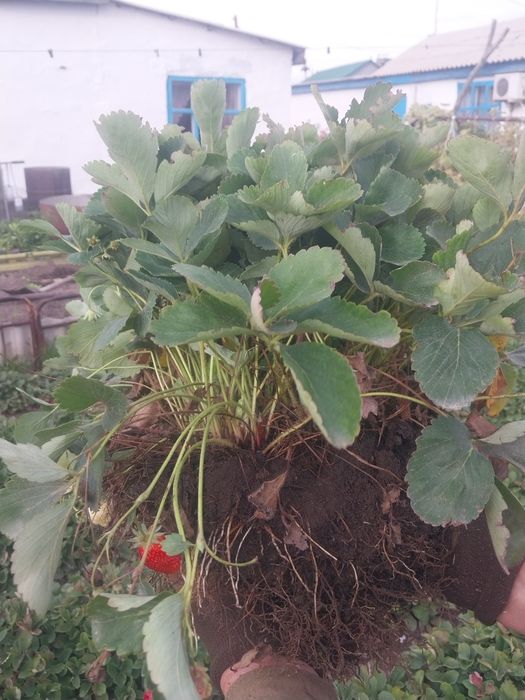 Кусты клубники продам