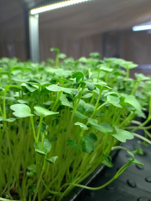 Микрозелень в боксах