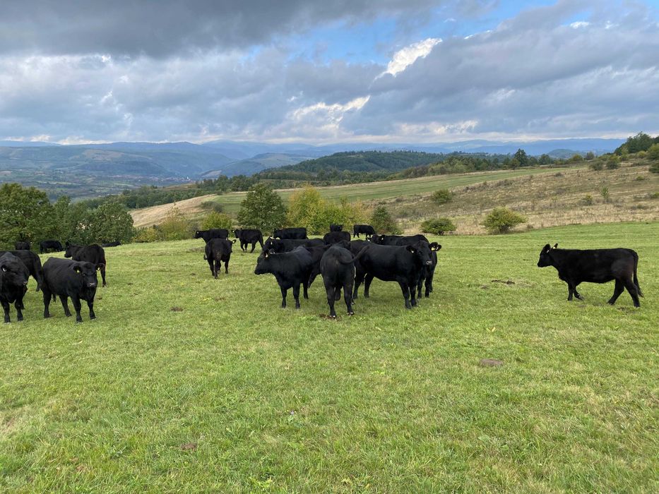 Gestante Angus cu Pedigree!