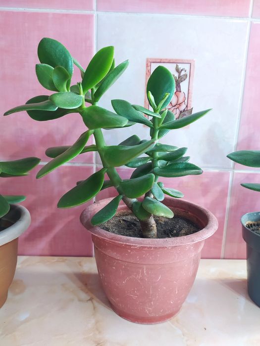 Цветы приносящие достаток