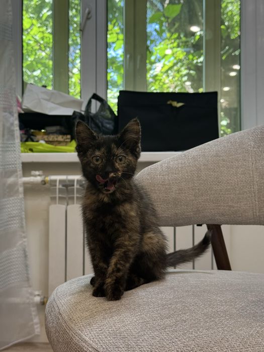 Отдам в добрые руки котенка