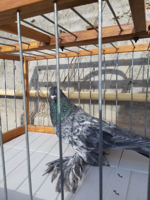 Голуби на продажу , тог имеется