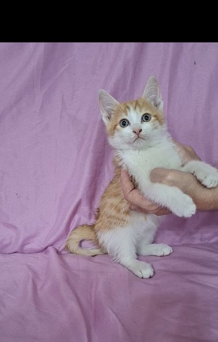 Котенок красавчик Русик в добрые руки!