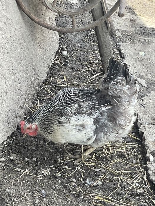 Vand gaini de tara familie 5+1
