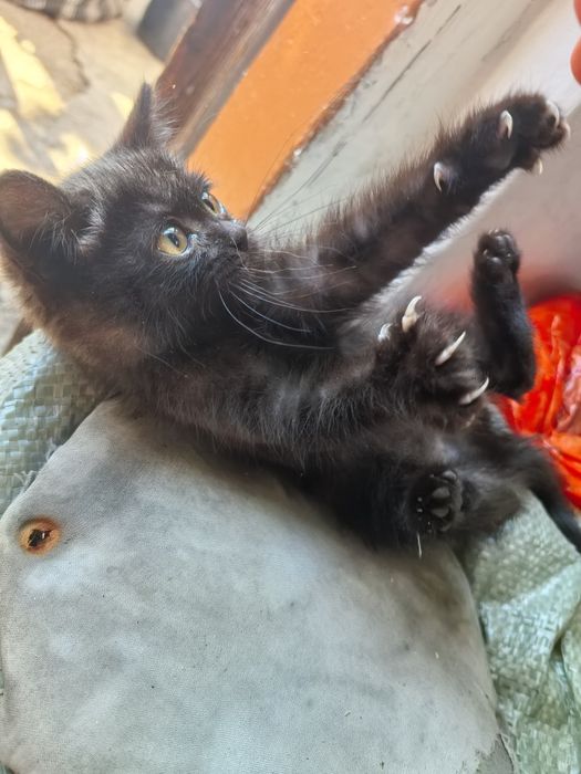 Котенок 2 месяца