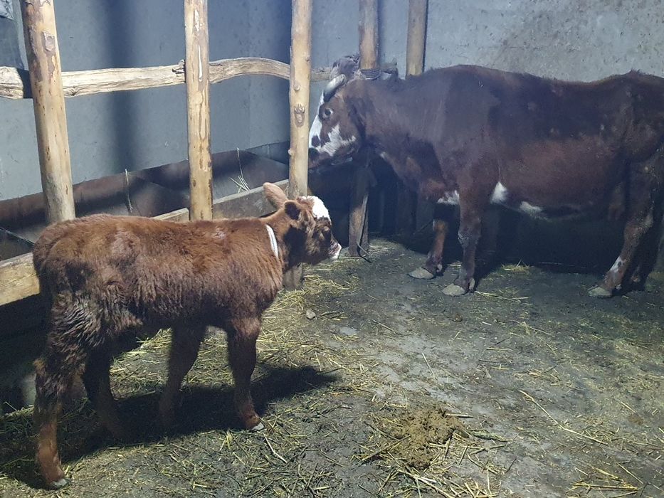 Ona bola sigir sotiladi narxini kelishamiz