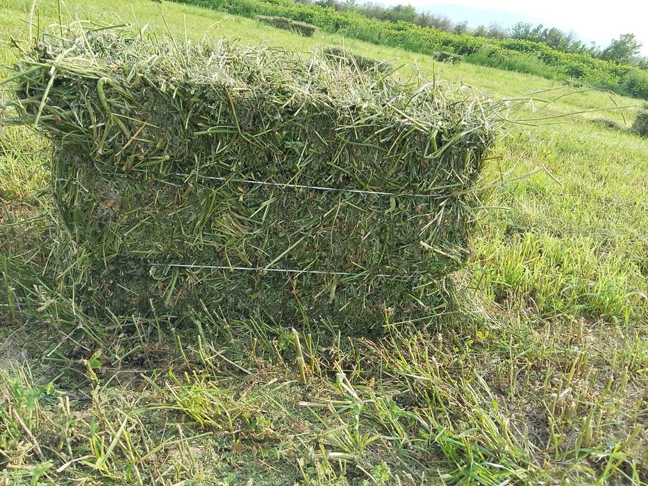 Тюки люцерна Джея (Итяльянский сорт). Чистый клевер.)