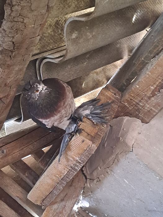 Porumbei de vânzare