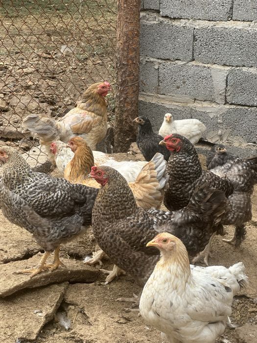 Продам домашних кур-несушек,
