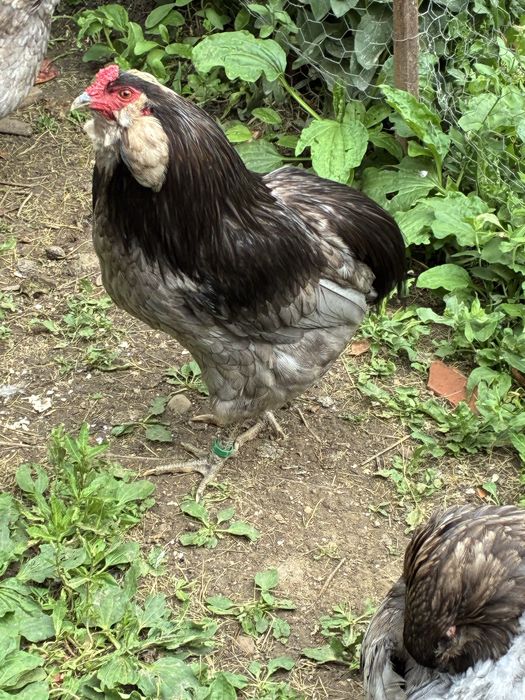 Vand cocos araucana albastru
