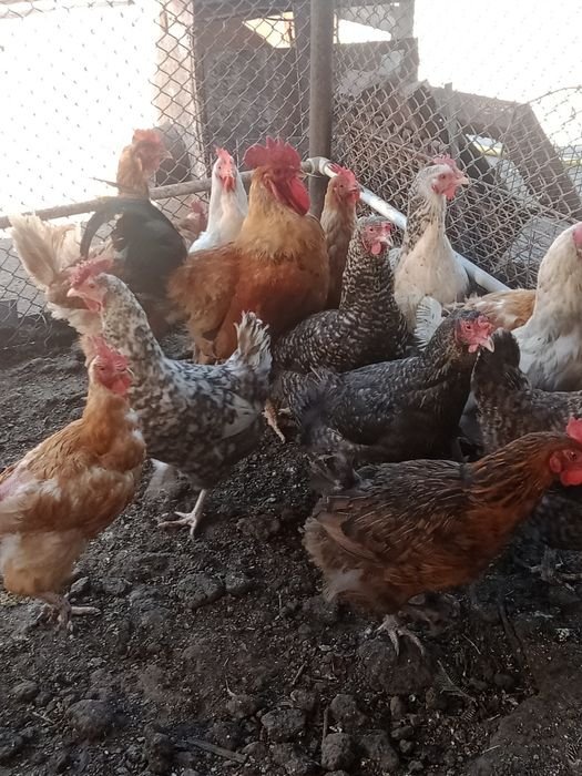 Продаются домашние курочки с петушком