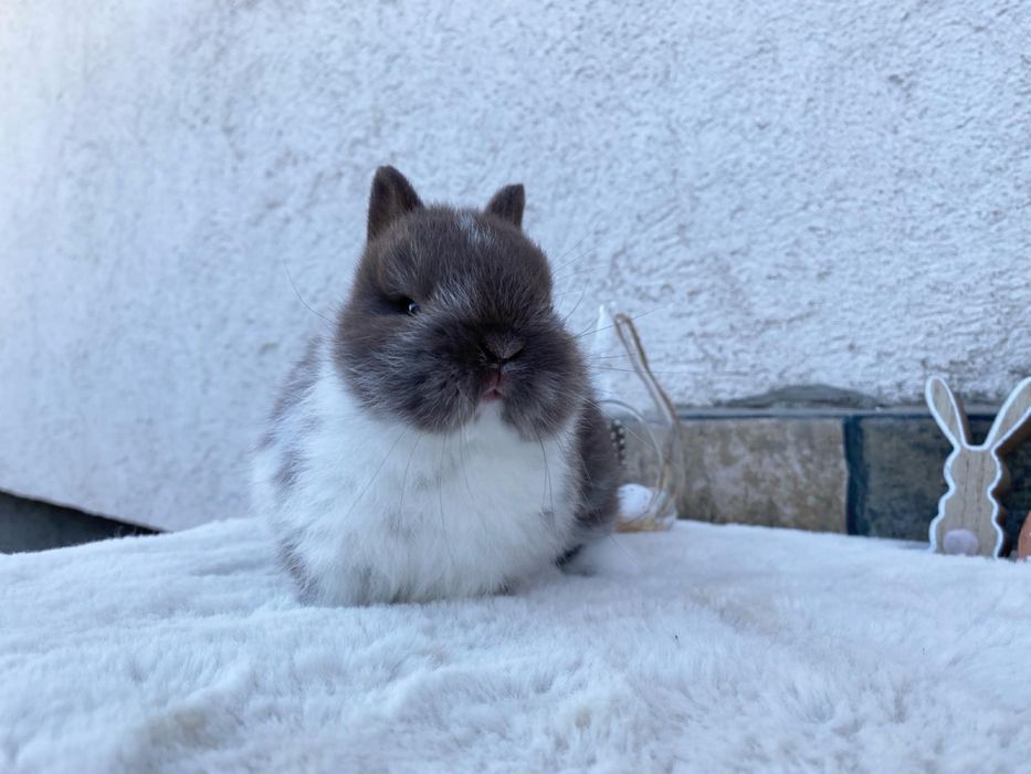 Iepuri pitici de companie berbec pitic/cap de leu/olandez pitic/mini