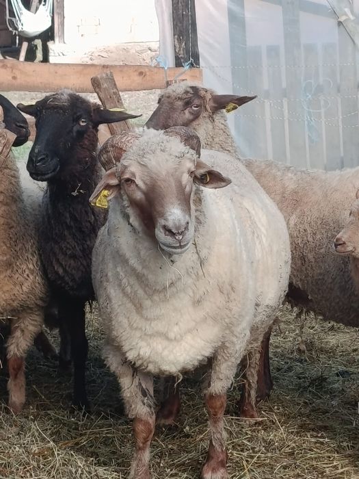 Vând  Berbec roșu în varstă de 3 ani