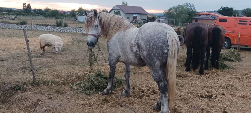 Vând  un cal  de pădure