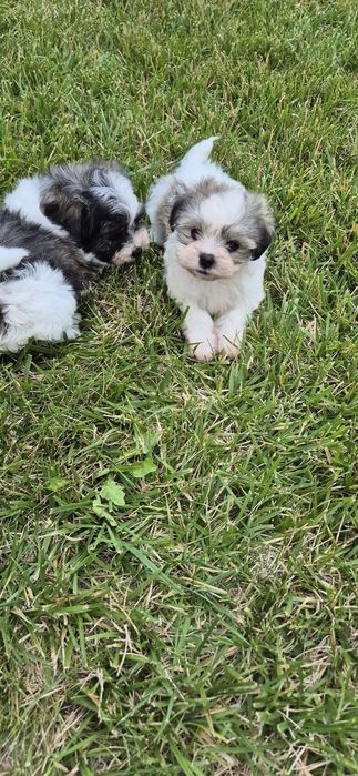 Bichon maltez fetite