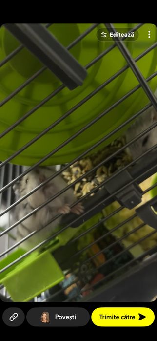 Donez hamsteri pitici