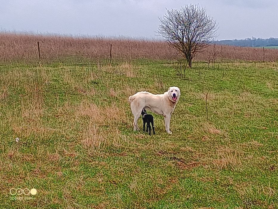 САО Алабайчета, чистокръвни