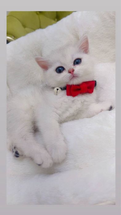 Серибристая шиншилла