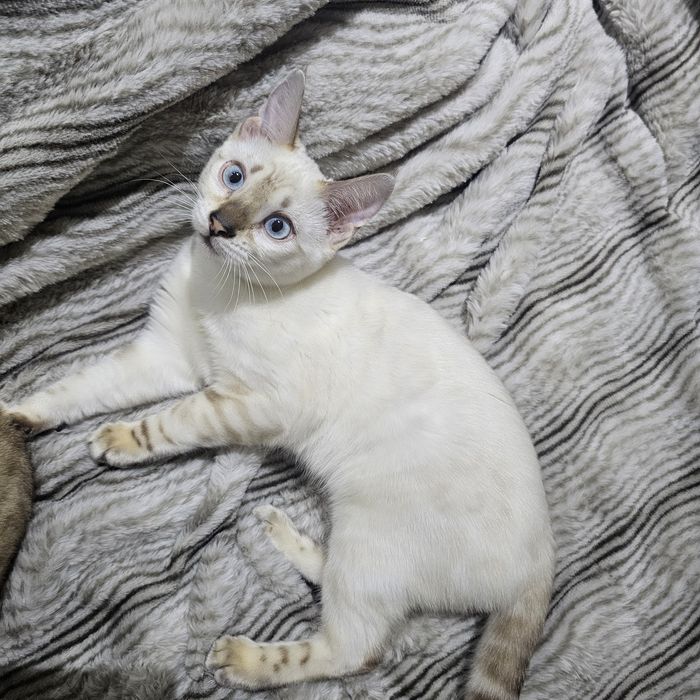 Бенгальская кошка девочка 3.5 месяца