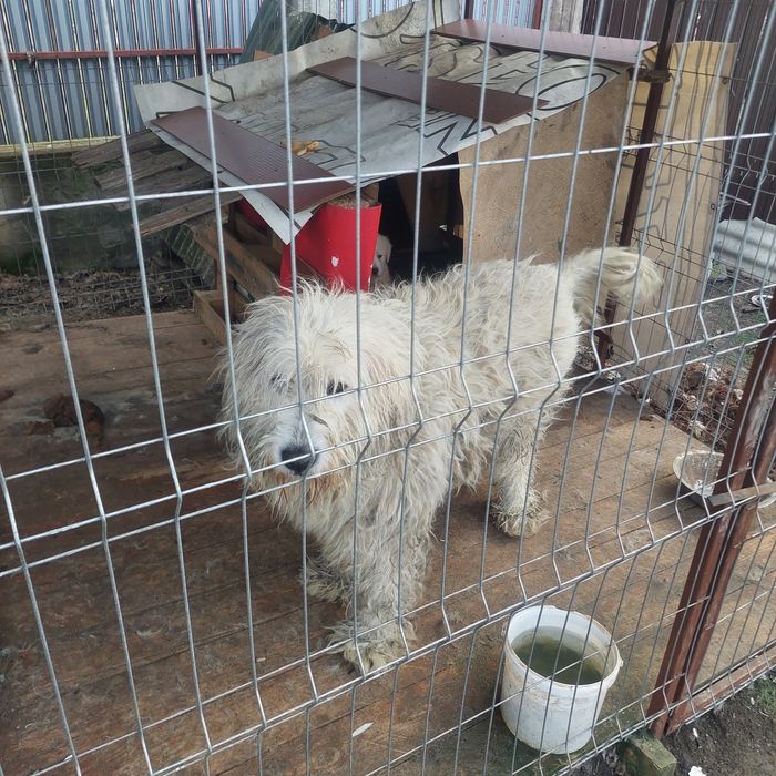 Vând 1 mascul ciobănesc