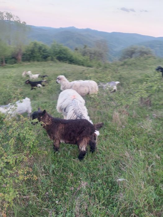 Vând iezi de lapte pt sacrificare